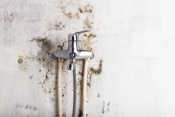 Best Fast Mold Removal  in Martinsville, VA