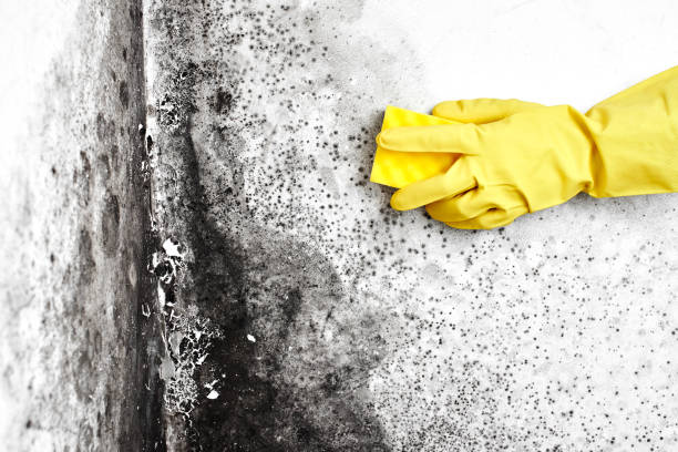 Best Toxic Mold Removal  in Martinsville, VA