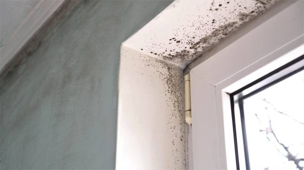 Best Professional Mold Removal  in Martinsville, VA
