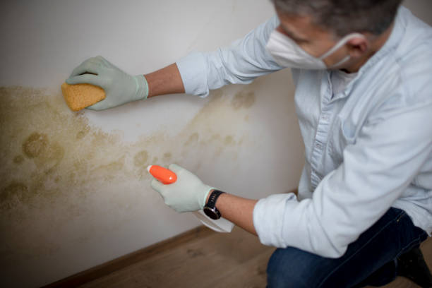 Best Mold Removal Company Near Me  in Martinsville, VA