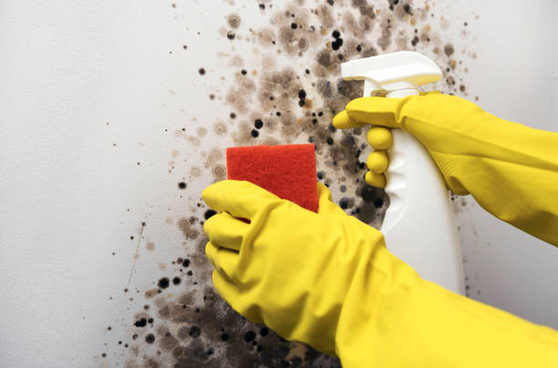 Home Mold Removal in Martinsville, VA