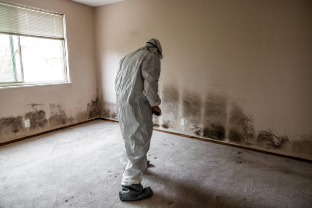 Attic Mold Removal in Martinsville, VA