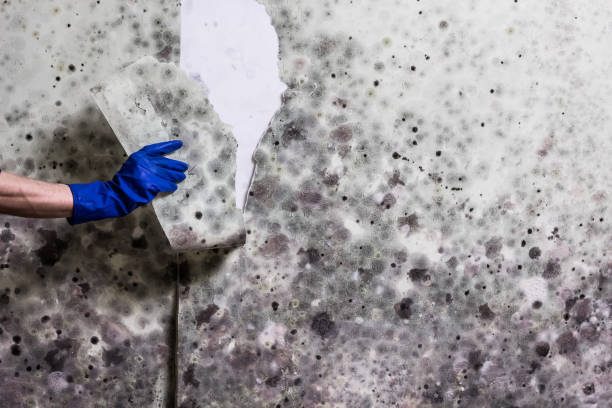 Best Attic Mold Removal  in Martinsville, VA